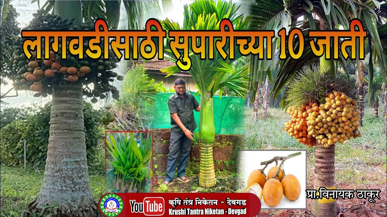 सुपारी लागवडीसाठी 10 जाती / Arecanut's varieties & plantation