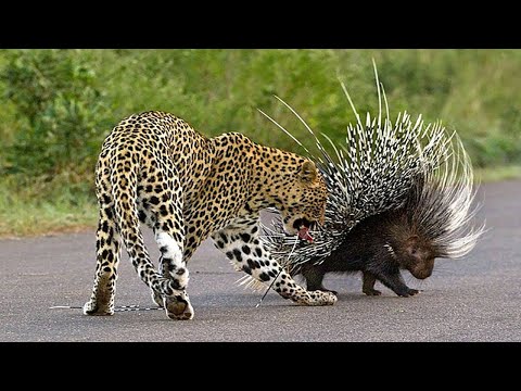 10 Most Insane Animal Fights Caught on Tape