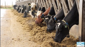 Allflex Livestock Intelligence - SenseHub Farmer Case Study