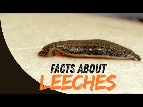 5 Incredible Facts About Leeches That Will Blow Your Mind! 🦠💧