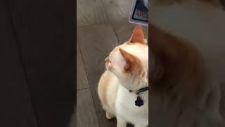 My cat hates this Pokémon card😂