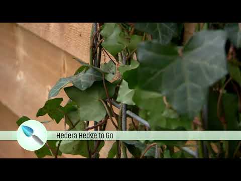 Hedge to Go in De Grote Tuinverbouwing - Aflevering 27
