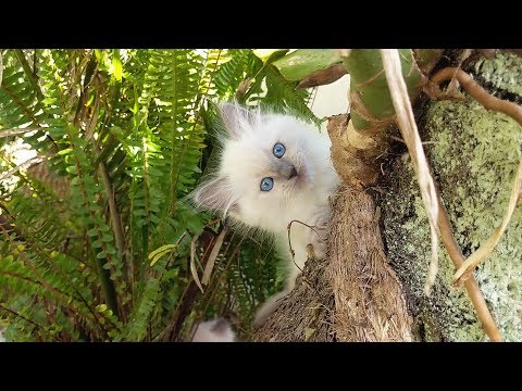 A day in the life of 15 happy kittens!