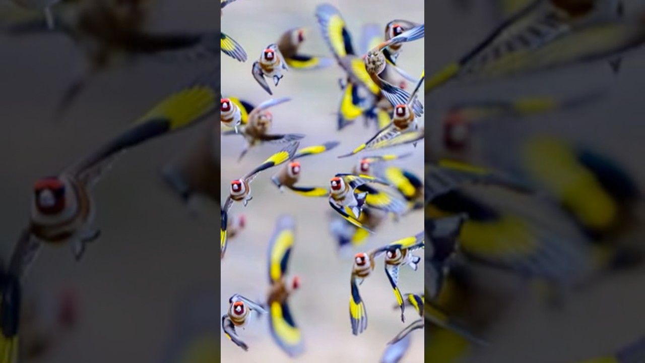 Неделя в мире дикой природы 🦥❄️