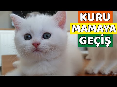 Video: Bir Yavru Kedi Kuru Mamaya Nasıl Aktarılır