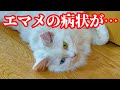 【ご報告】胃腸炎の薬を飲み切って…エマメの病状についてお話しします