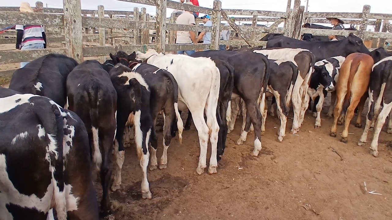 MUITAS BEZERRAS BOA NA FEIRA DE CAPOEIRAS PERNAMBUCO 13 fevereiro de 2026