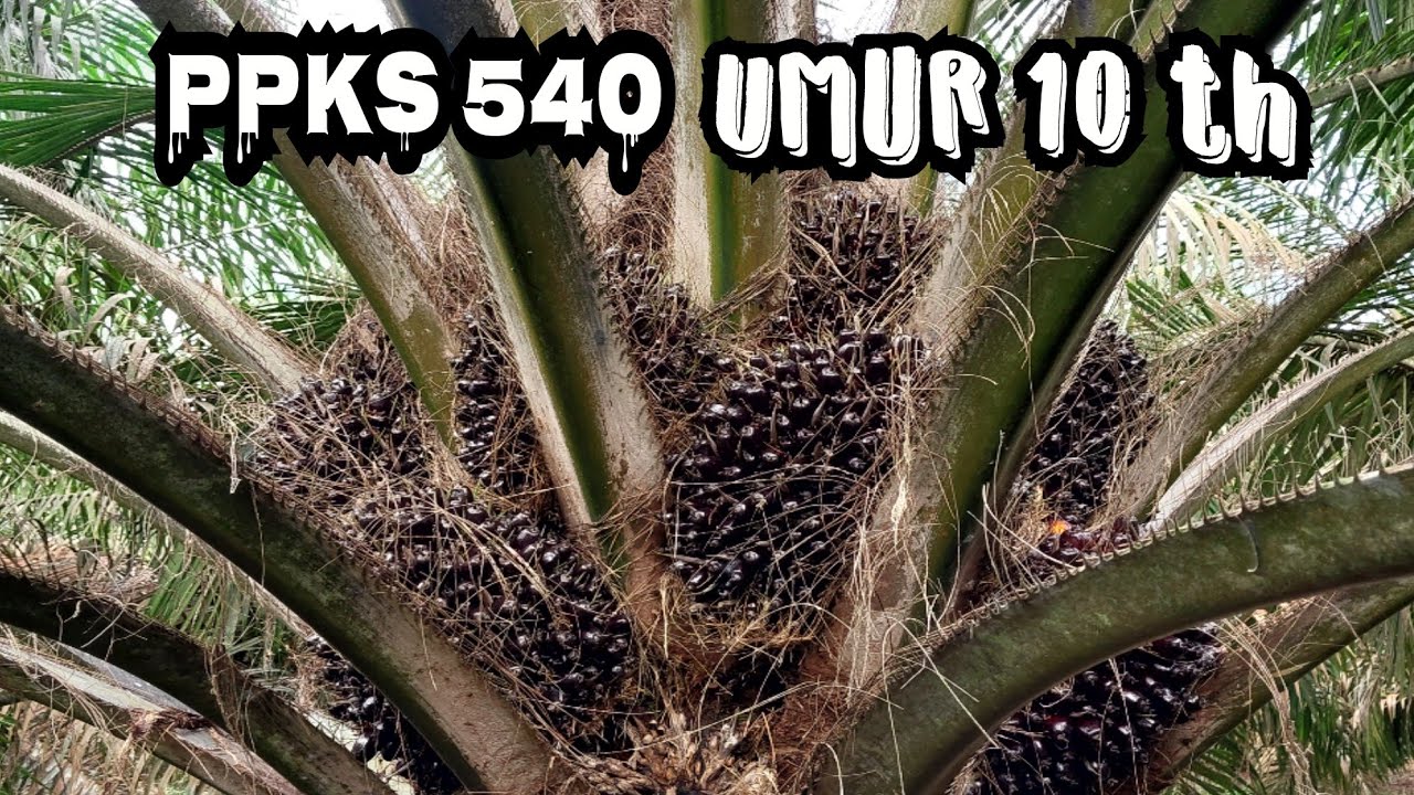 sawit unggul ppks 540 || usia 10 tahun
