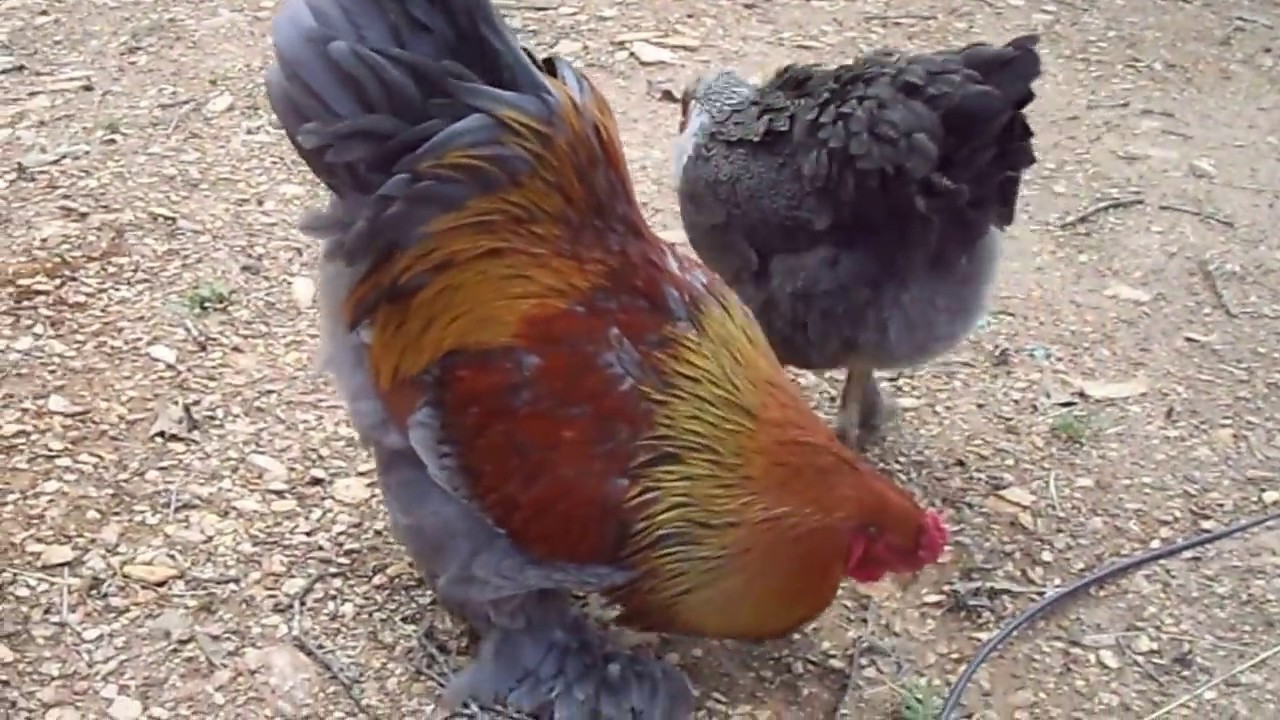 My Blue Partridge Brahma 4 months old pullets 