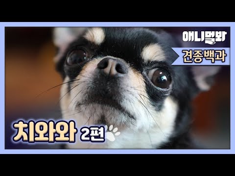 분노조절 못하는 우리 치와와 분노조절잘해로 만드는 법 [견종백과 치와와 2편]ㅣIf <strong>Your</strong> Chihuahua <strong>Gets</strong> Mad Easily, Watch This