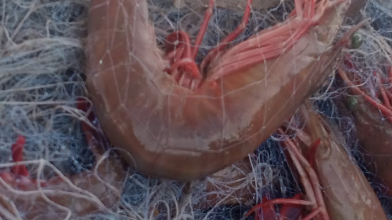 udang Kelong sekali jaring 10kg