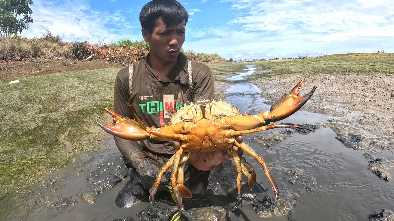 Menangkap KEPITING ukuran JUMBO dan panen udang windu di tambak tradisional 