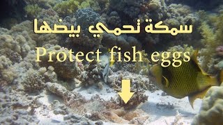 سمكة تحمي بيضها | triggerfish | protects  eggs | أسماك | صيد