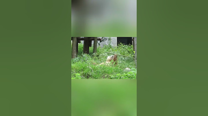 七仔大力出奇迹！抗竹子也太搞笑了吧！ #panda #大熊貓