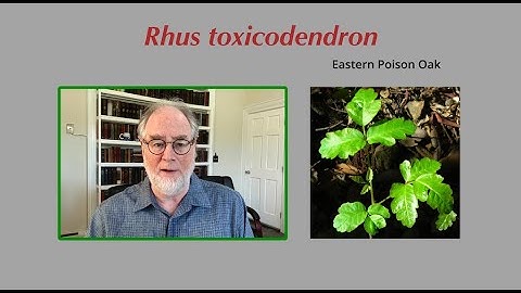 Materia Medica Series #29 Rhus toxicodendron