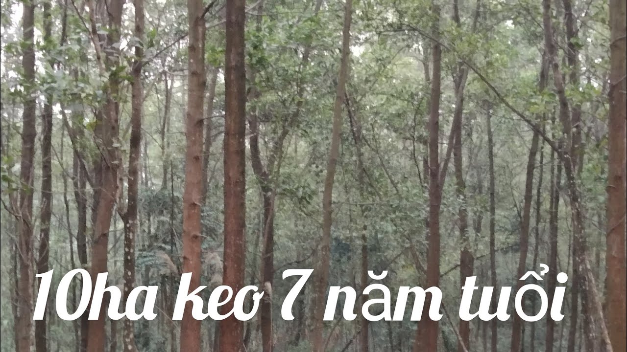 vườn keo 10 ha 7 năm tuổi giá trị bạc tỷ.#trồngkeo