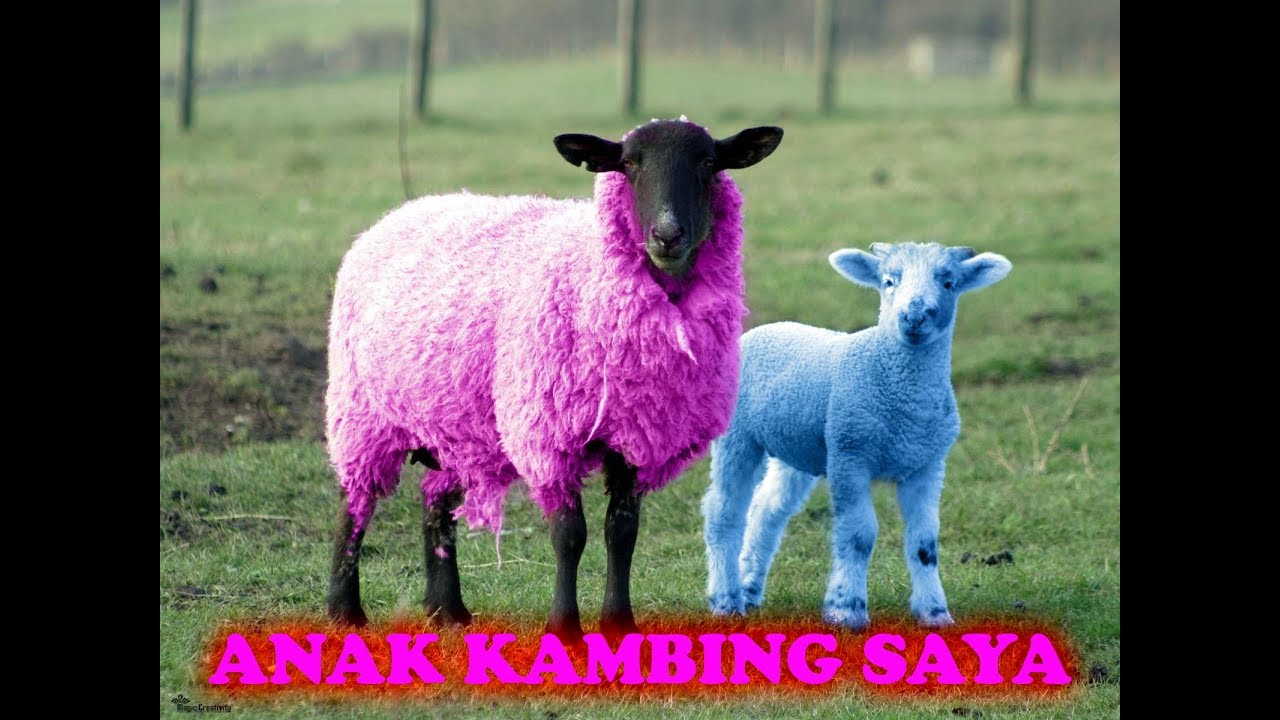 Instrument | Lagu Anak Kambing Saya - YouTube