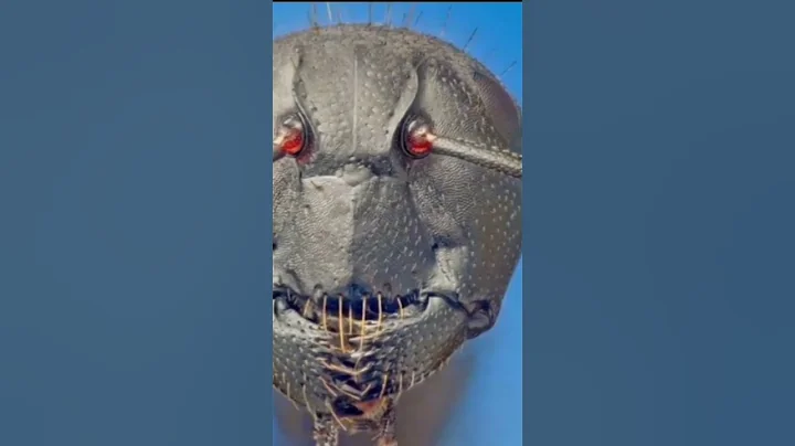 FACE of an ANT seen Through MICROSCOPE. #RealFact