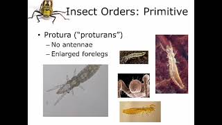 Information 5 2 Insect Systematics Protura Thyasanura News