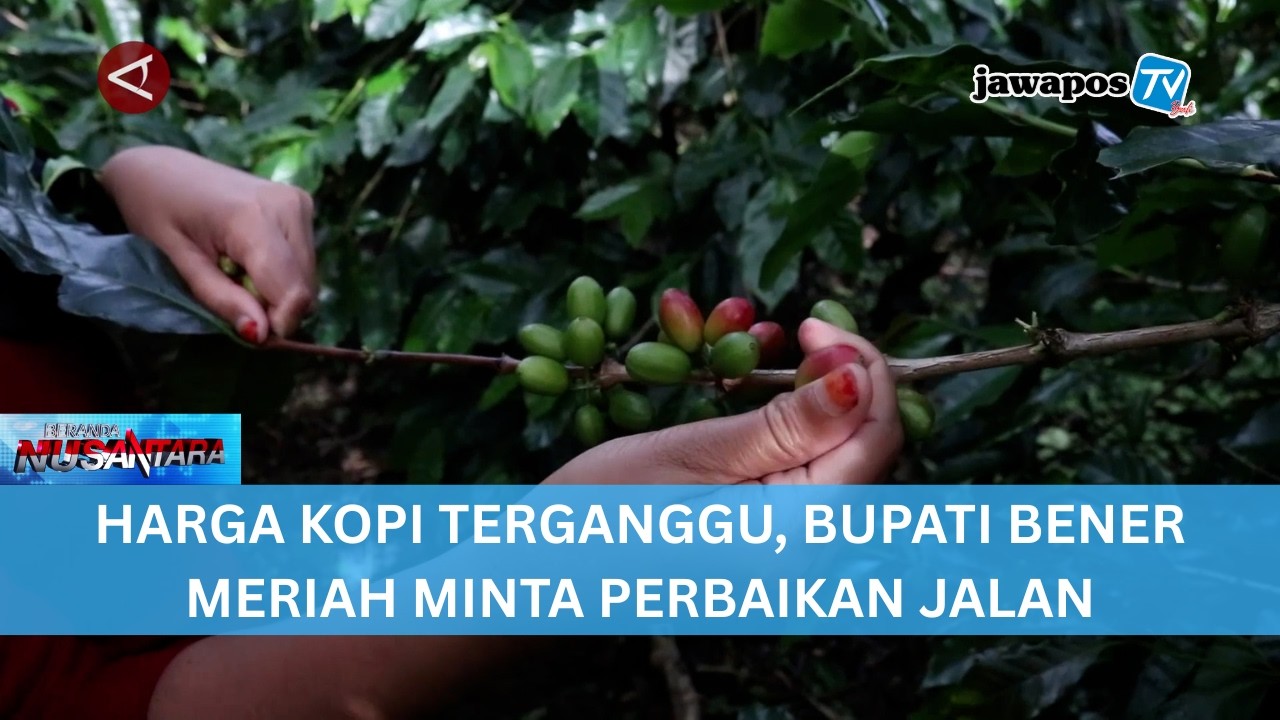 HARGA KOPI TERGANGGU, BUPATI BENER MERIAH MINTA PERBAIKAN JALAN || BERANDA NUSANTARA