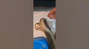 WARNING ⚠️ Live Feeding #short #shorts #livefeeding #GOTTHATSHIT #reptile #feedingreptile #snake