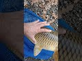 2 kg a bigattinp
