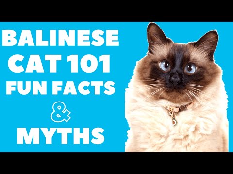Balinese Cats 101 : 재미있는 사실과 신화
