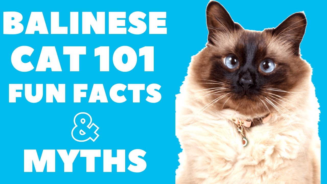 Balinese Cats 101 : Fun Facts & Myths 
