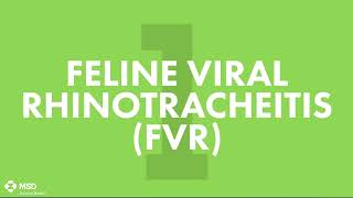 Which vaccine Cats needs? | MSD Animal Health