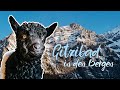 Süsse Baby-Ziegen | Grüenochtegeiss und Walliser-Schwarzhalsziegen Zicklein