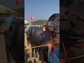 पशु मेला✅ 2026 Kurukshetra📍#trending #bull #shorts