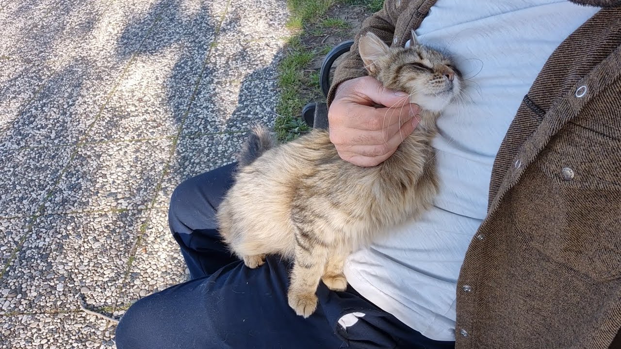 The stray cat who chose Me as her friend.