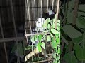 Bute Fulcocktielрџђ Trending🐠‍в рџђ Birds рџЄї Breeding Pair рџђ Lovebirds Farming🪿🐠‍в Parrotрџђ Pigeon House рџЏЎ Bute Fulcocktielрџђ Trending🐠‍в рџђ Birds рџЄї Breeding Pair рџђ Lovebirds Farming🪿🐠‍в Parrotрџђ Pigeon House рџЏЎ