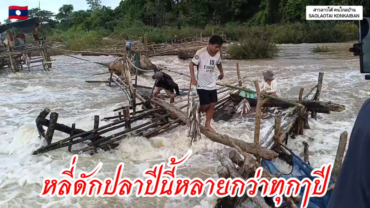 หลี่ผีดักปลาปีนี้หลายกว่าทุกปี/ຫຼີ່ຖືກປີນີ້ຫຼາຍກວ່າທຸກປີ