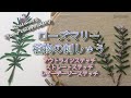 ローズマリー植物の刺しゅう　【アウトラインステッチ】【ストレートステッチ】【レゼーデージーステッチ】