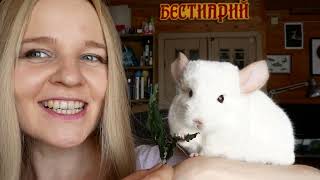 Вступление 🐵 by Бестиарий Live 4,822 views 11 months ago 2 minutes, 17 seconds