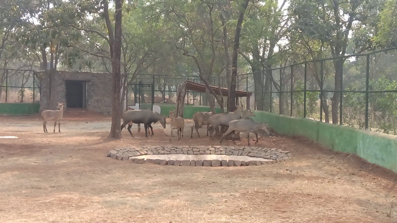 Jungle Safari Naya Raipur Chhattisgarh 01/01/2021 YouTube