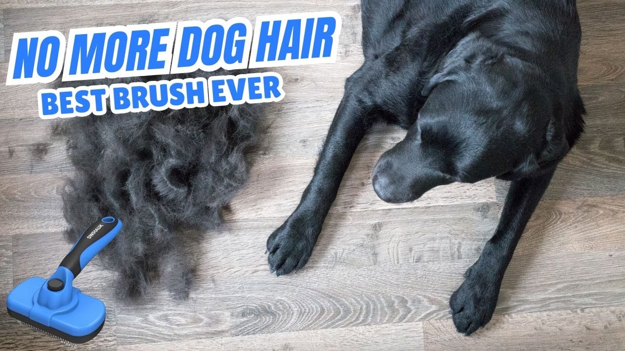 Best Brush for Moulting Dog: Top Picks for Shedding Relief