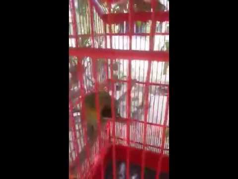 Waw !! Suara Kicauan Burung Cucak Hijau Banyuwangi
