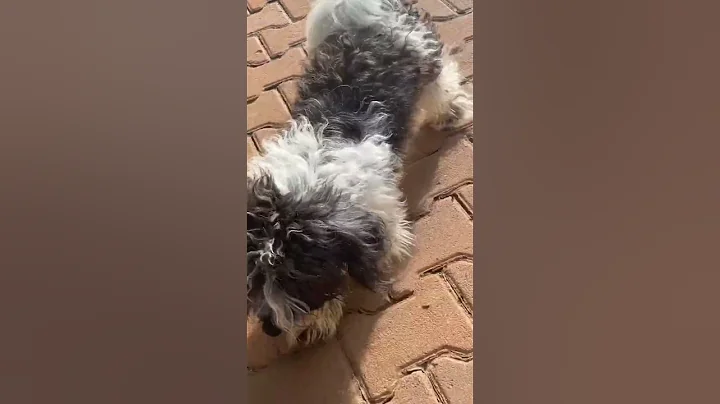 Meet Chester