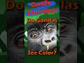 🦍 Can Gorillas See Color? #gorilla #nature #shorts