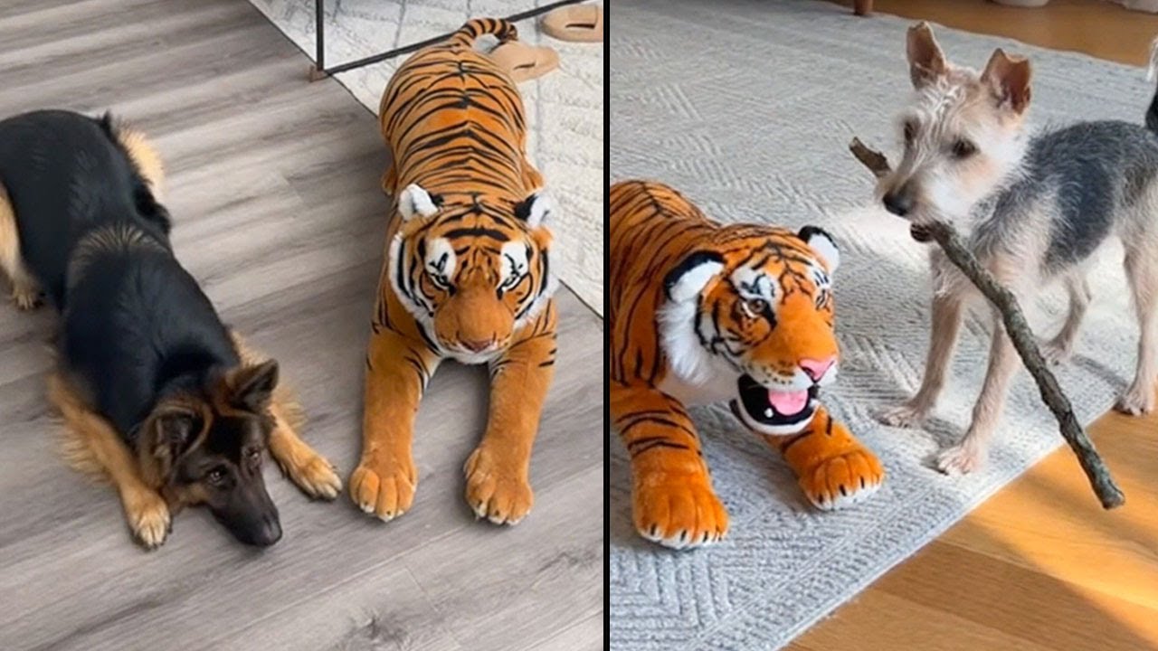 Собаки пугаются НИ ЗА ЧТО! 😂 Подборка забавных розыгрышей