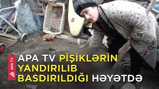 Siyəzəndə Pişiklərin Başına Hansı Oyun Açılır? Məsələyə Di̇n Qarışdı - Apa Tv