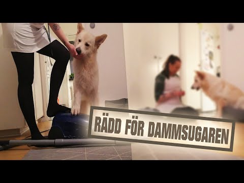 Video: Varför är Hundar Rädda För Dammsugare?