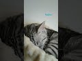 🐱🐱🐱