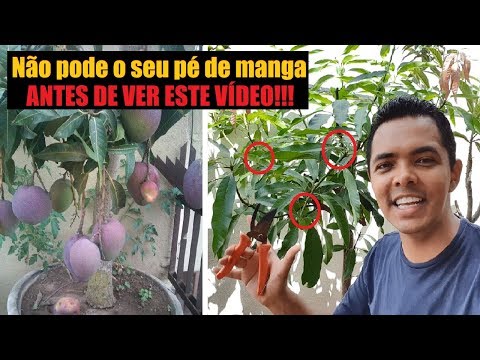 Vídeo: O que é o Gancho de Palmer – Identificando as Plantas de Gancho de Palmer