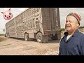 Loading Out Pigs On An Iowa Family Hog Farm