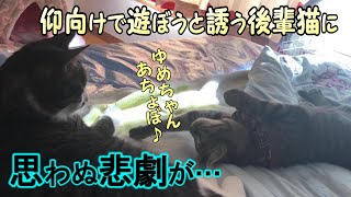 無邪気にへそ天で遊ぼうと誘う後輩猫に理不尽対応な先輩猫 無邪気にへそ天で遊ぼうと誘う後輩猫に理不尽対応な先輩猫