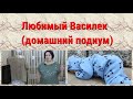 Любимый Василек (домашний подиум)