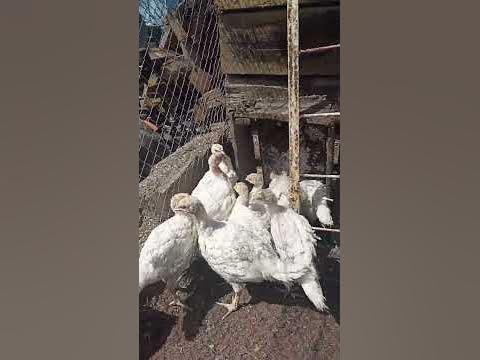 индейци - YouTube
